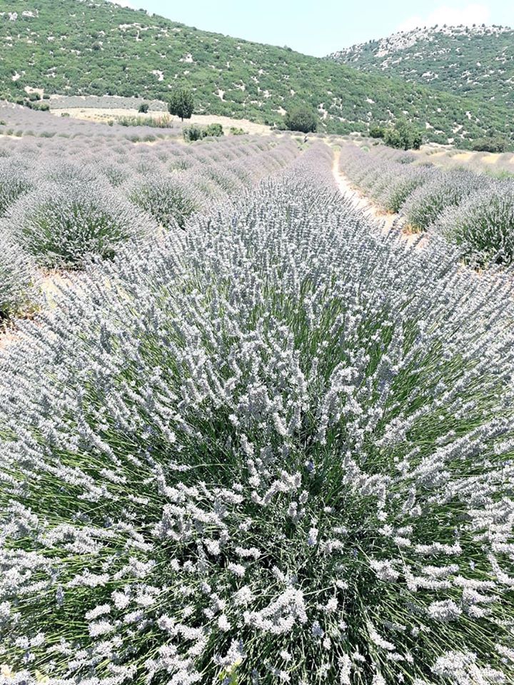 Aksu Kösre Köyü Resimleri 4