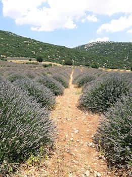 Aksu Kösre Köyü Resimleri 5