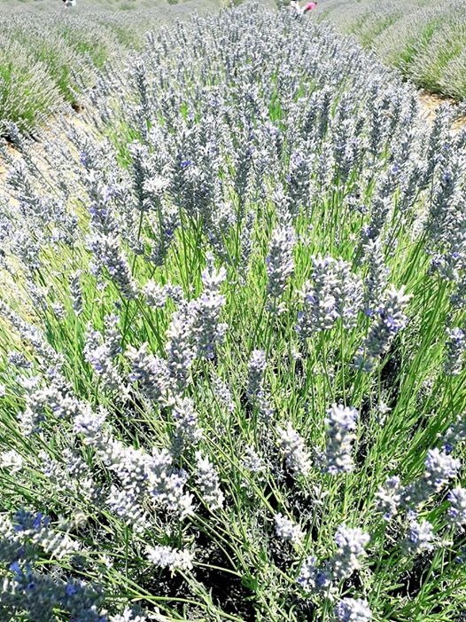 Aksu Kösre Köyü Resimleri 7