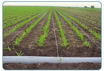 19 Mayıs  Çamlıca Köyü Resimleri 3