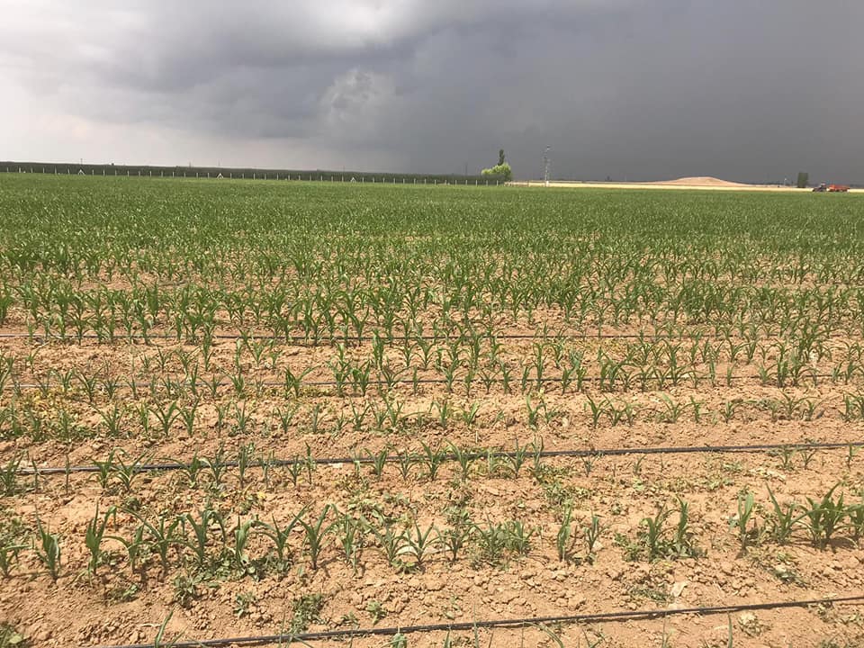 Ereğli Yeniköy Köyü Resimleri 3