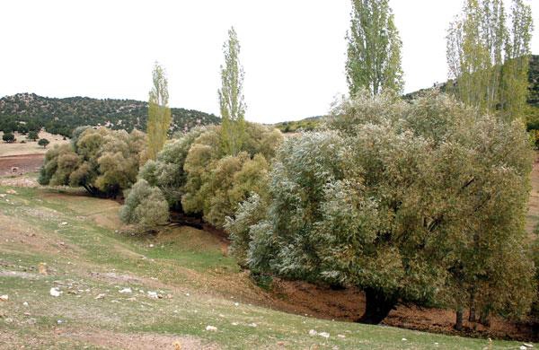 Güneysınır Ağaçoba Köyü Resimleri 2