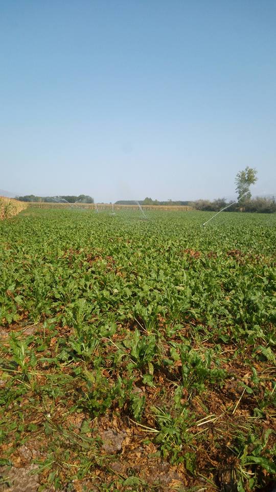 Pazar Çiftlikköy Köyü Resimleri 6