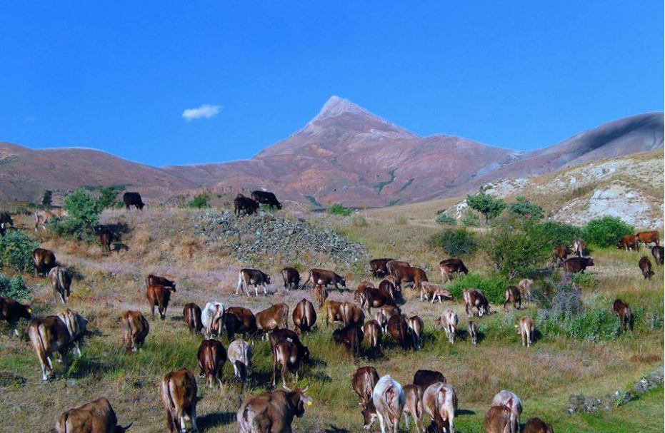 Aşkale Musadanışman Köyü Resimleri 4