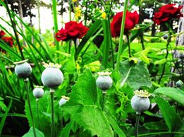 Eğirdir Çay Köyü Resimleri 2