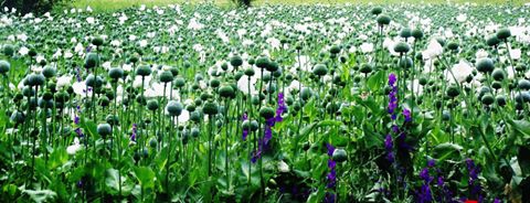 Eğirdir Çay Köyü Resimleri 3