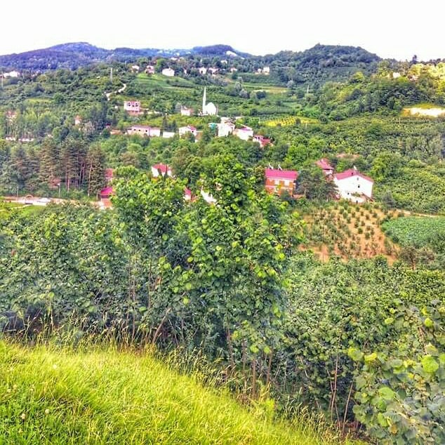 Kumru Akçadere Köyü Resimleri 6