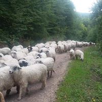 Kumru Çatılı Köyü Resimleri 8