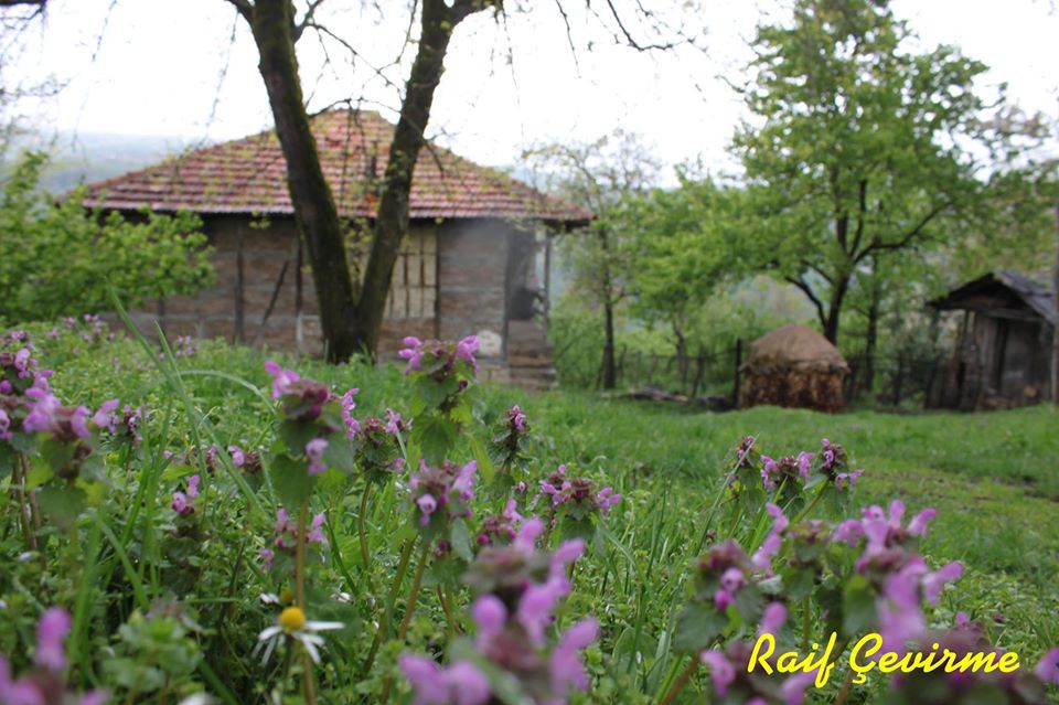 Kumru Demircili Köyü Resimleri 2