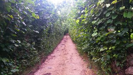 Kumru Duman Köyü Resimleri 2