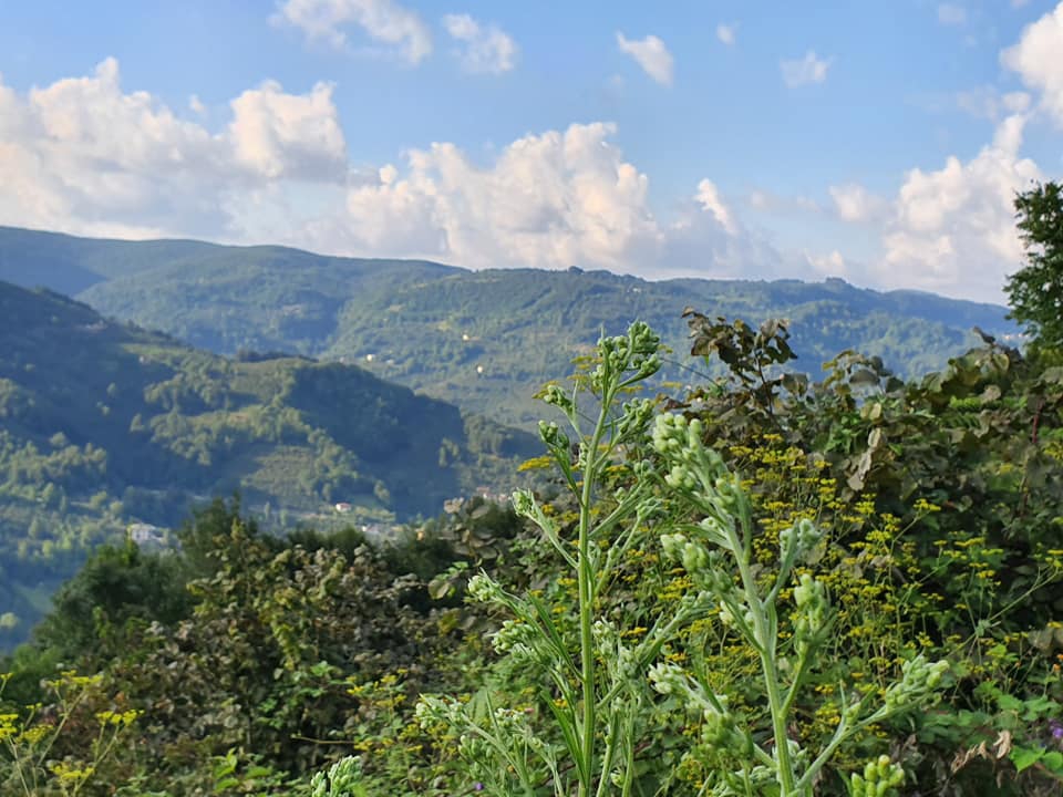 Kumru Esence Köyü Resimleri 5