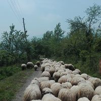 Kumru Fizme Köyü Resimleri 3