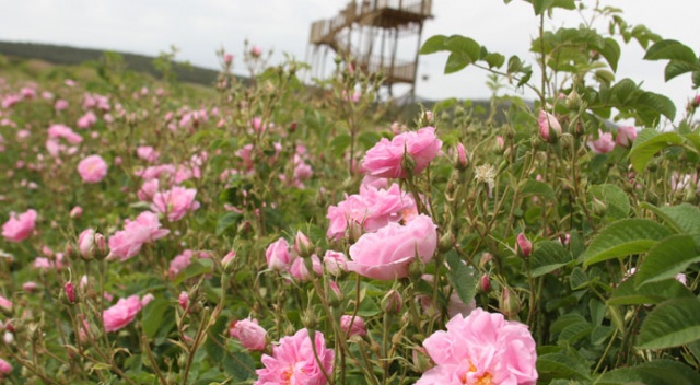 Keçiborlu Ardıçlı Köyü Resimleri 1