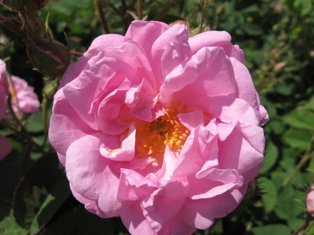 Keçiborlu Ardıçlı Köyü Resimleri 8