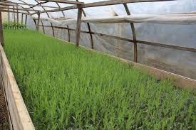 Keçiborlu Çukurören Köyü Resimleri 1