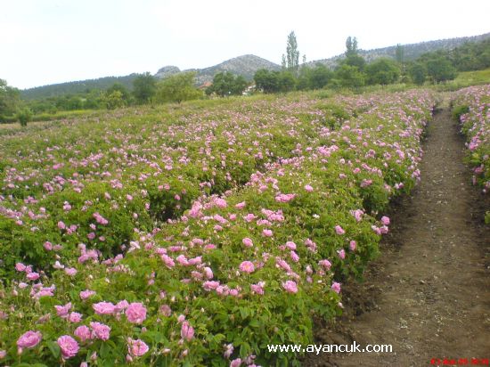 Keçiborlu Çukurören Köyü Resimleri 2