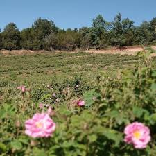 Keçiborlu Kavak Köyü Resimleri 9