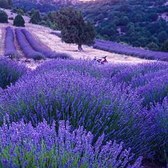 Keçiborlu Kuyucak Köyü Resimleri 6