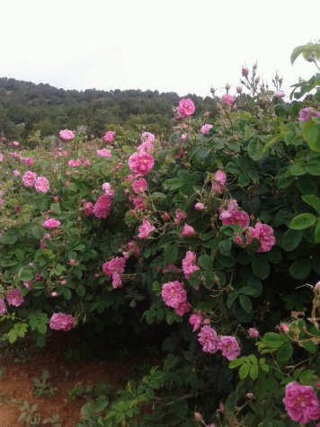 Keçiborlu Yeşilyurt Köyü Resimleri 7