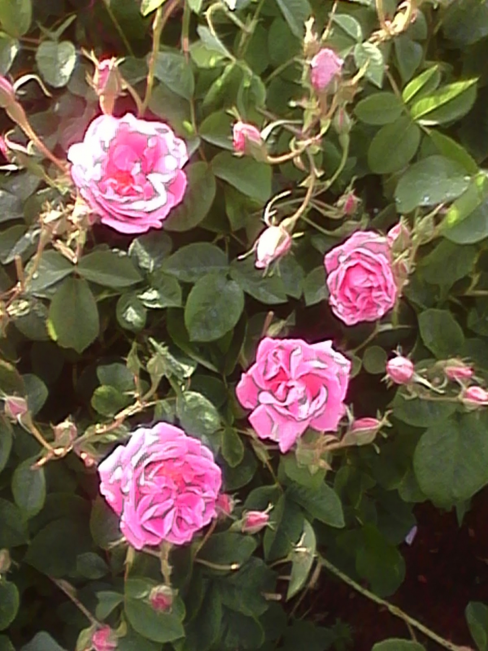 Keçiborlu Yeşilyurt Köyü Resimleri 8