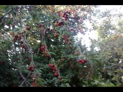 Senirkent Garip Köyü Resimleri 8