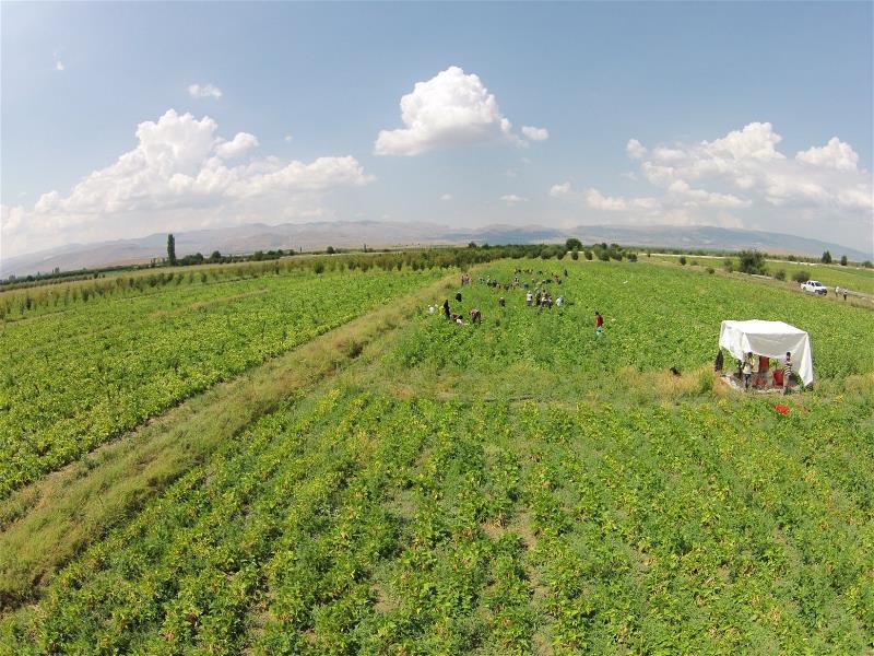 Senirkent Ortayazı Köyü Resimleri 8