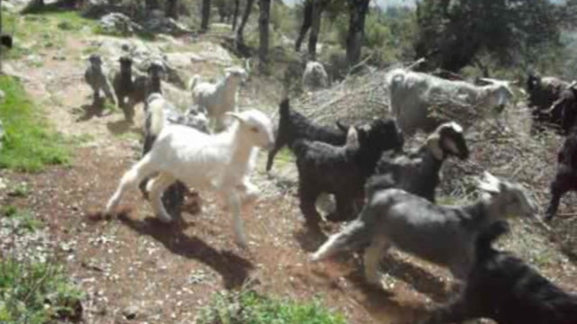 Sütçüler Bekirağalar Köyü Resimleri 10