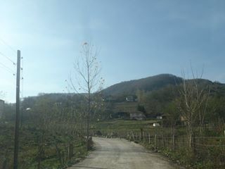 Kumru Ortaca Köyü Resimleri 1