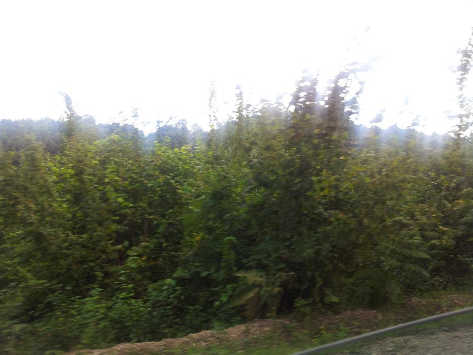 Kumru Ortaca Köyü Resimleri 2