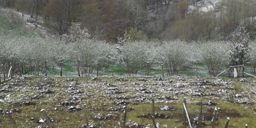 Kumru Ortaçokdeğirmen Köyü Resimleri