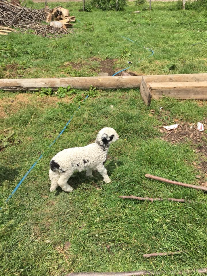 Kumru Samur Köyü Resimleri 7