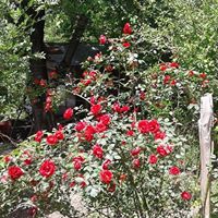 Kumru Yalnızdam Köyü Resimleri 6