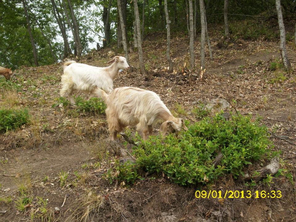 Mesudiye Arıkmusa Köyü Resimleri 5
