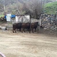 Mesudiye Bayırköy Köyü Resimleri 6