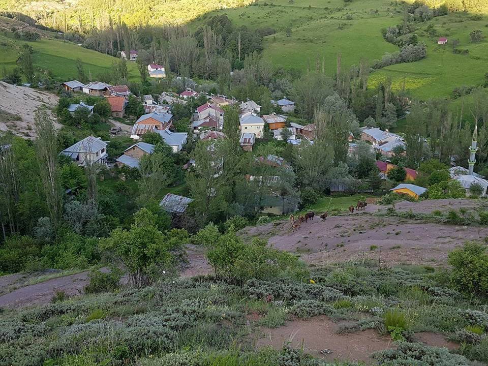Mesudiye Bayraklı Köyü Resimleri 1