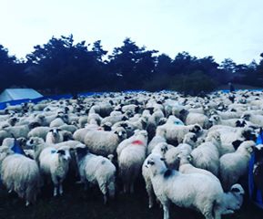 Mesudiye Beyseki Köyü Resimleri 10