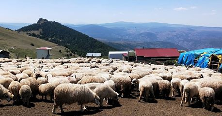 Mesudiye Beyseki Köyü Resimleri 12