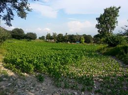 Vezirköprü Oymaağaç Köyü 3