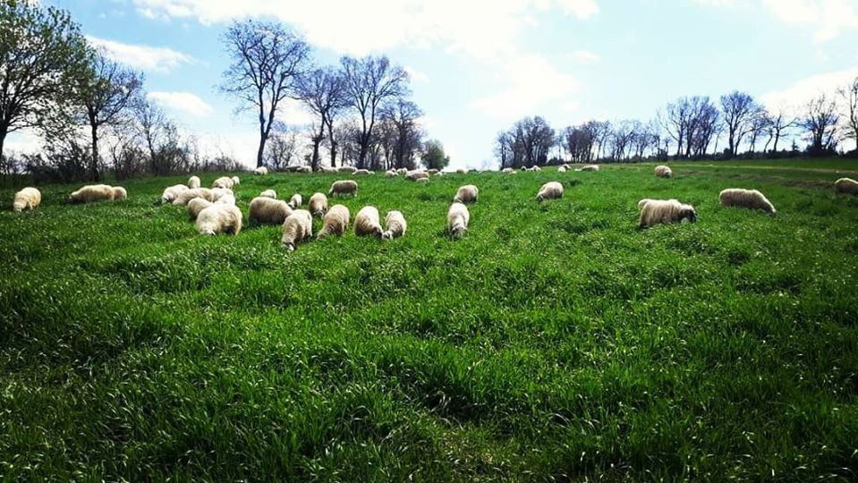 Vezirköprü Örencik Köyü 8