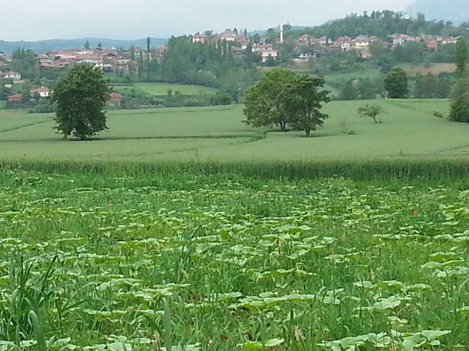 Vezirköprü Paşaköy Köyü 20