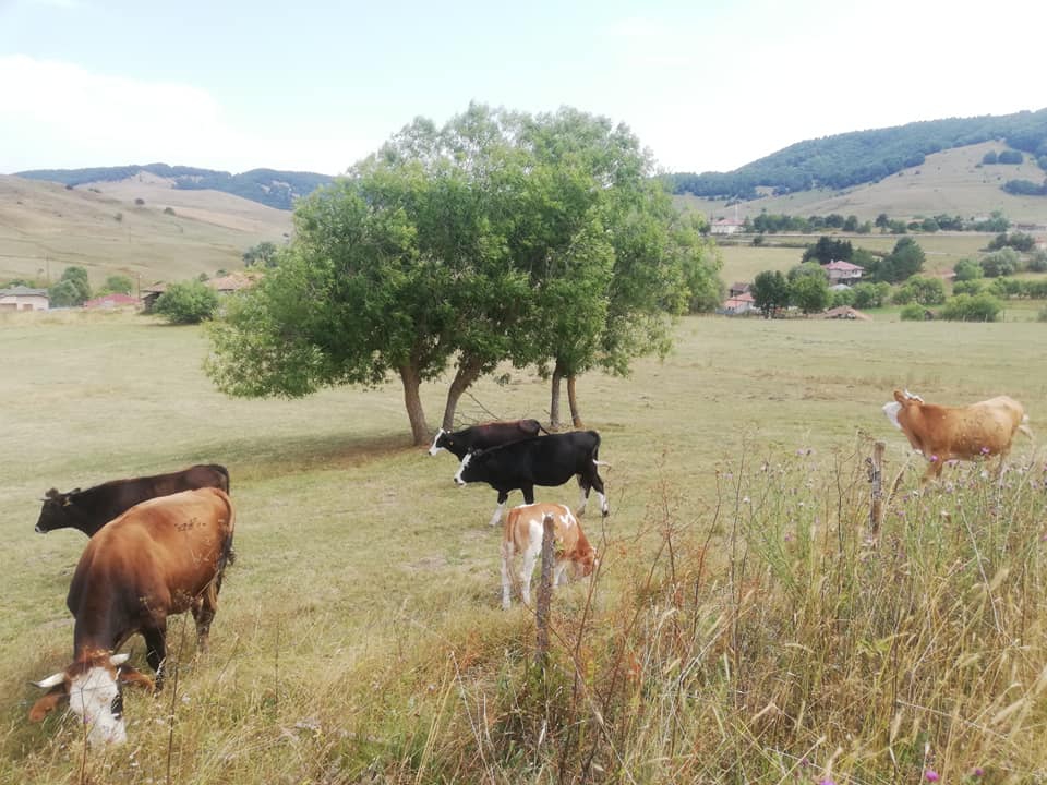 Vezirköprü Yürükçal Köyü 10