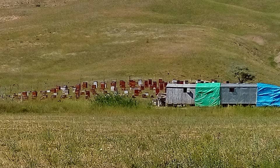 Aşkale Sazlı Köyü Resimleri 4