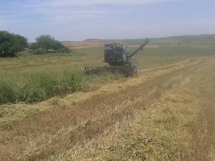 Adana İmamoğlu Camili Köyü Resimleri 9