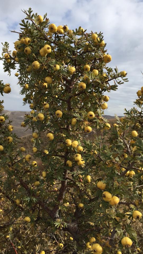 Aşkale Tokça Köyü Resimleri 4