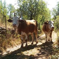Mesudiye Kale Köyü Resimleri 9