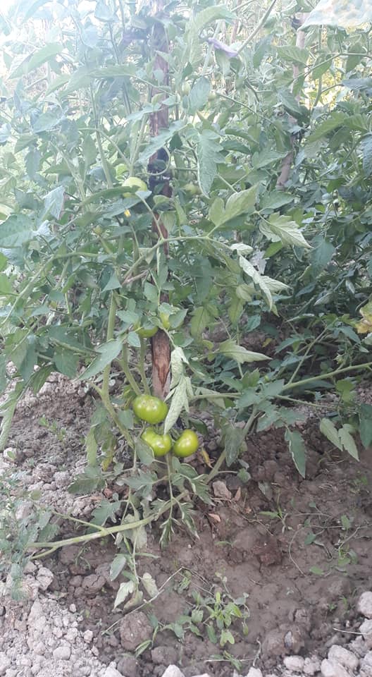 Pazar Menteşe Köyü Resimleri 2