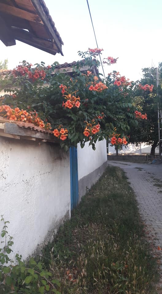 Pazar Menteşe Köyü Resimleri 3