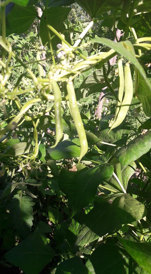 Pazar Menteşe Köyü Resimleri 4