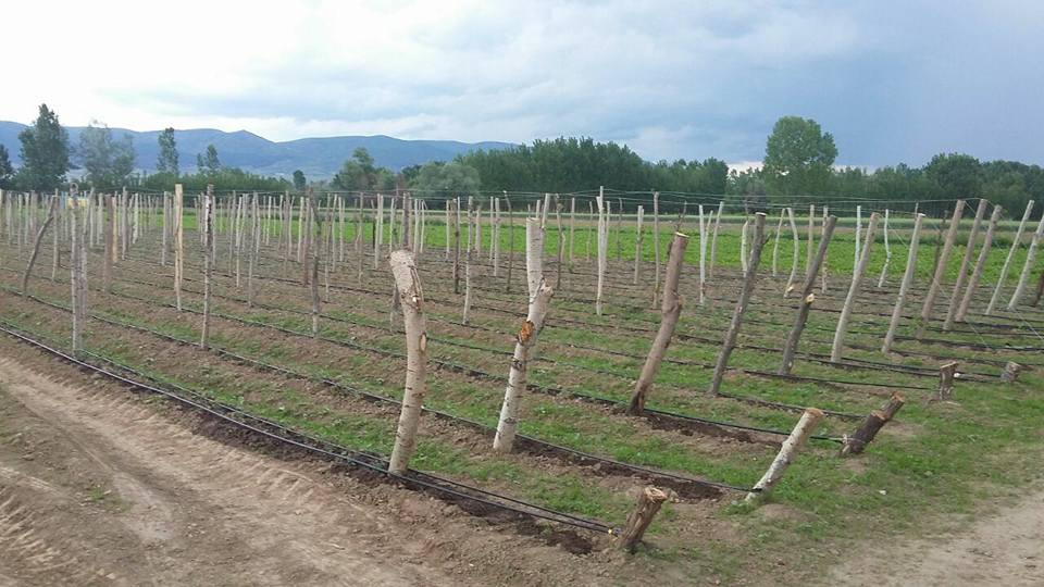 Pazar Tatarköy Resimleri 1