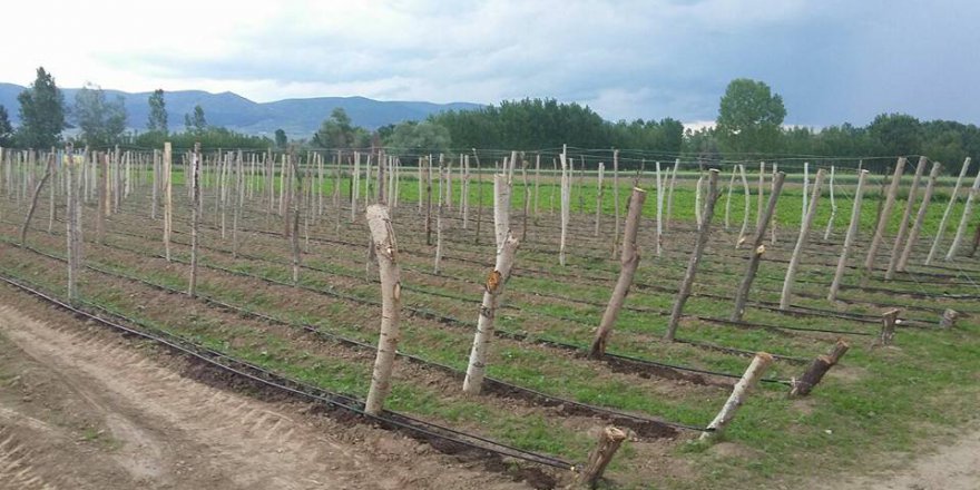 Pazar Tatarköy Resimleri